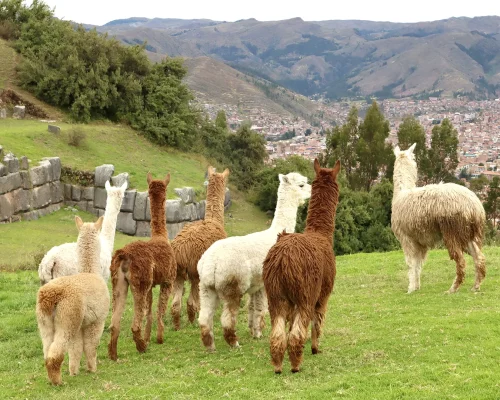 En los Ojos de los Incas 8D/7N