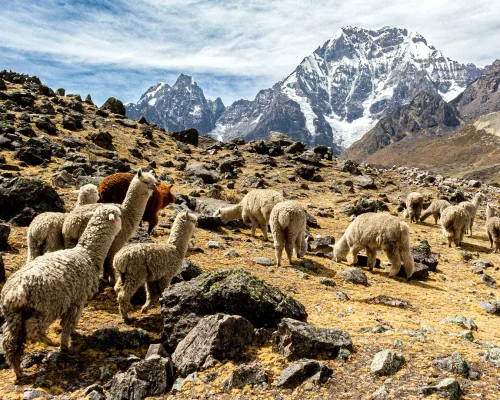 Salkantay Trek to Machu Picchu & Humantay Lake 4D/3N Salkantay Trek to Machu Picchu & Humantay Lake 4D/3N